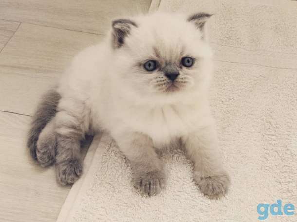 Чистокровные Британские котята от заводчика блю-поинт окрас!, фотография 2