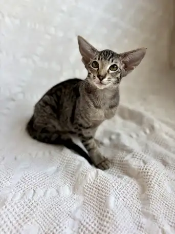Котята ориентальной породы девочки, фотография 7