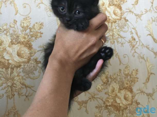 Шотландские котята, фотография 4
