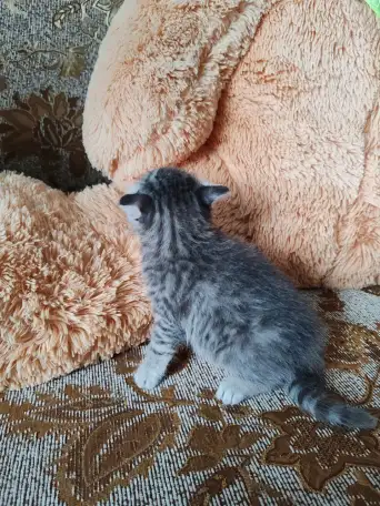 Британские котята, фотография 5