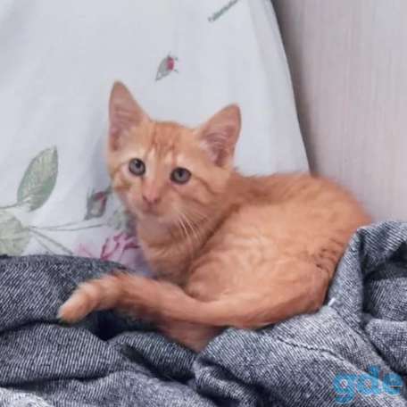 Котята бесплатно., фотография 2