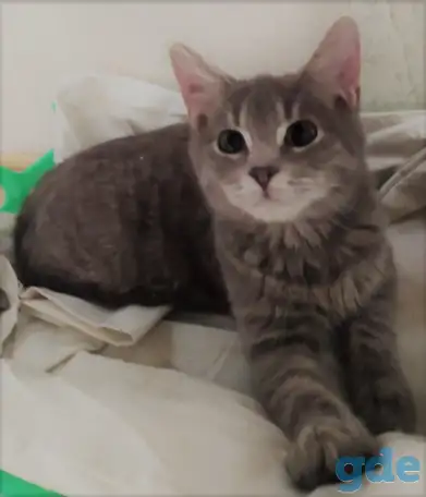Котята в дар, в добрые руки, фотография 1