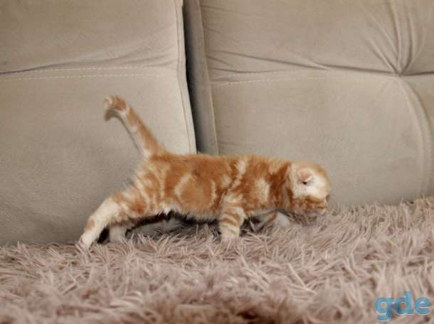 Вислоухие котята, фотография 3