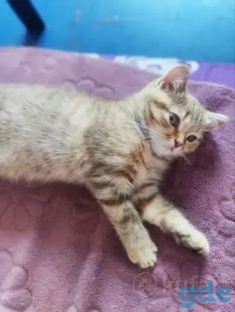 Скоттиш-страйт котята, фотография 2