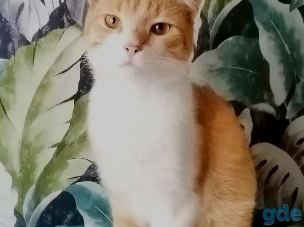 Котенок, фотография 2