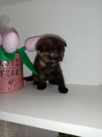 Шотландские котята, фотография 5