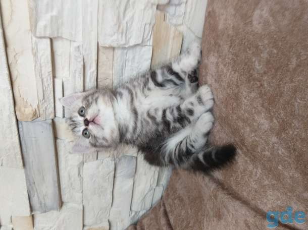 Шотландские котята, фотография 2