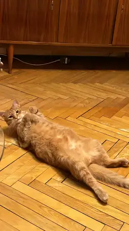 Котик в добрые руки, фотография 8