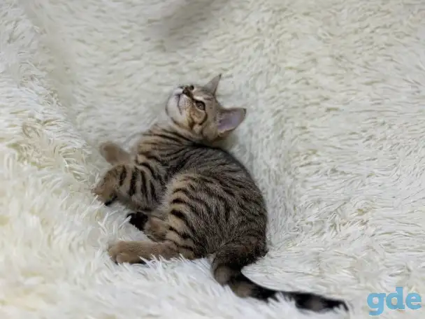 Шотландский прямоухий котик SFS 71 n24, straight, скоттиш страйт, фотография 2