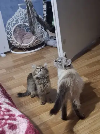 Котёнок в дар, фотография 6