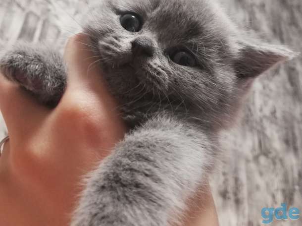 Продаю котят шотландской породы, фотография 6