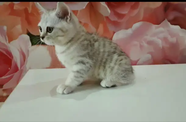 Шотландский котёнок, фотография 3