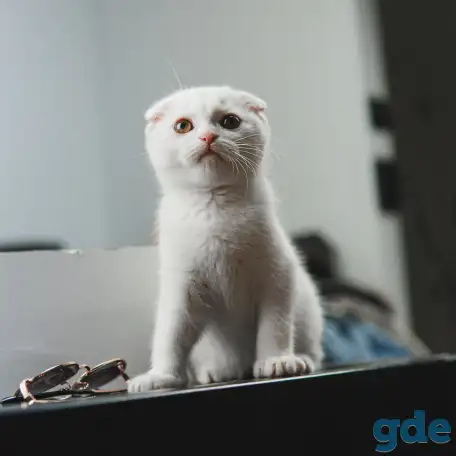 Шотландские котята, фотография 3