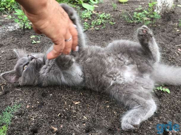 Котик -Енотик, фотография 2