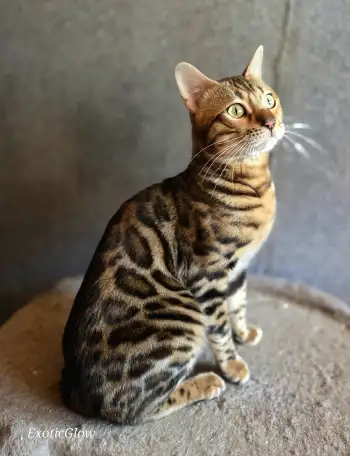 Вязка бенгальских кошек, фотография 3