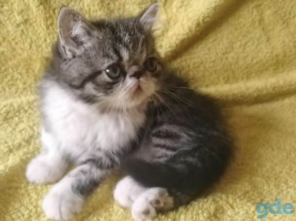 Короткошерстный экзот, фотография 1