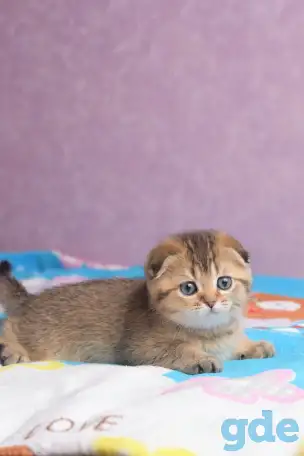 Котята шотландские ЗОЛОТАЯ ШИНШИЛЛА, фотография 5