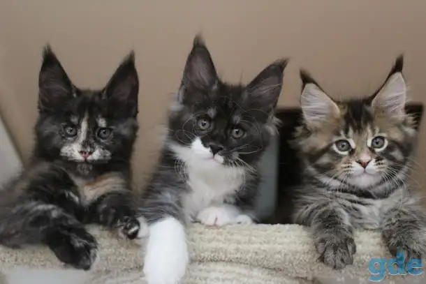 Мейн кун котята!, фотография 1