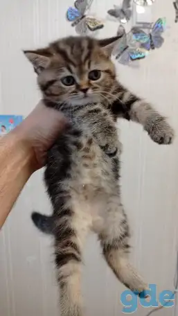 Котята британцы, фотография 2