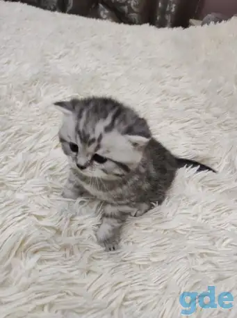 Шотландские плюшевые котята, фотография 3