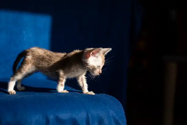 Уникальная бенгальская кошечка мраморного снежного окраса снежная рысь, фотография 5