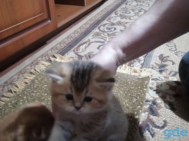 Продам котят. Шотландская шиншилла., фотография 2