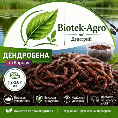 Червь Дендробена оптом в баночках и на вес, фотография 1