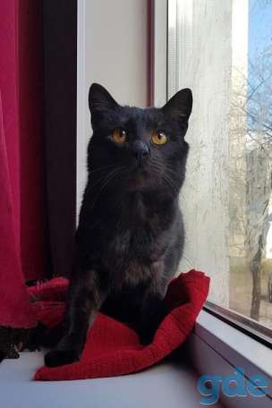 Котик ищет дом, фотография 1
