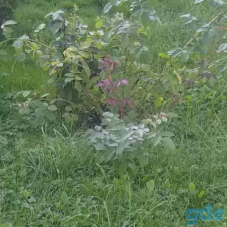 Аренда Дома Болотчицы, фотография 7