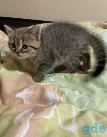 Шотландские котята, фотография 4