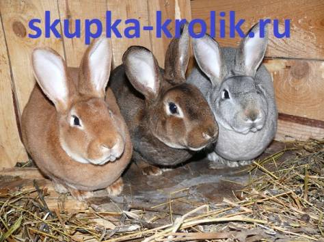 Покупаем шкуры кролика, фотография 1