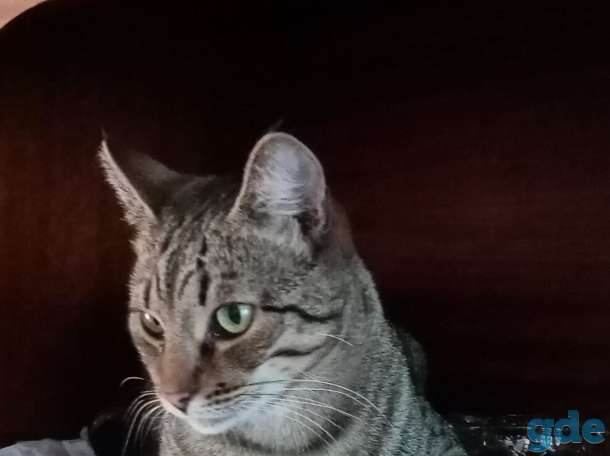 Котик Лесик, фотография 3