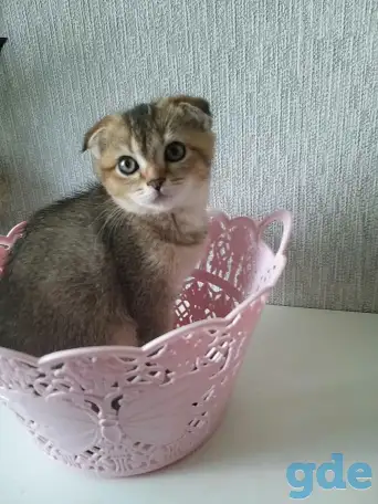 Шотландские вислоухие котята, фотография 1