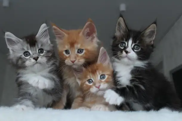 Мейн-кун котята, фотография 1