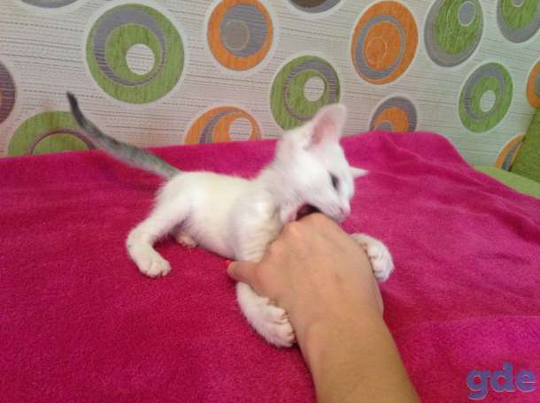Котёнок ищет дом, фотография 4