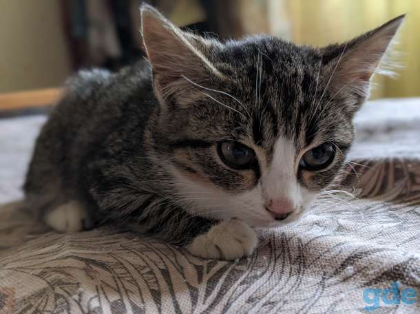 Котёнок в дар!, фотография 2