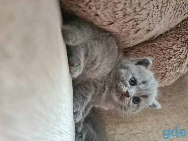 Британские короткошерстные котята, фотография 2