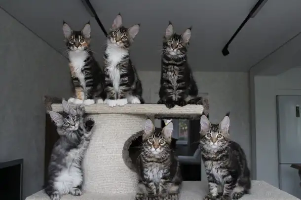 Котята мейн кун!, фотография 6