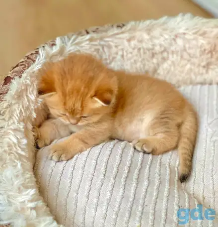 ЗОЛОТАЯ ШИНШИЛЛА шотландские котята, фотография 2