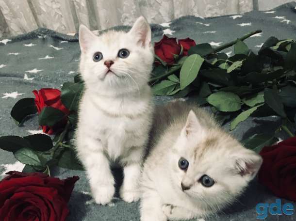 Котята, фотография 7