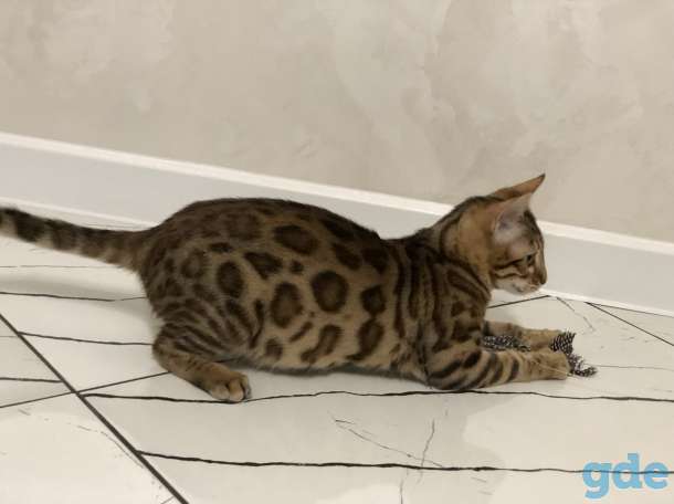 Бенгальская кошечка, фотография 4