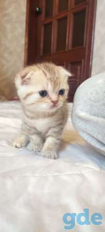 Шотландские котята, фотография 5