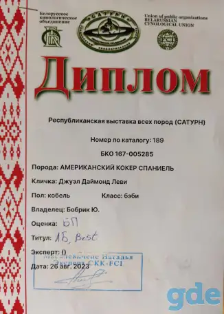 Щенок американского кокер-спаниеля, фотография 5