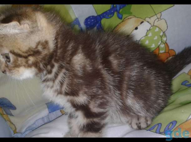 Шотландские котята(котёнок) скоттиш фолд+ ПОДАРОК!!!, фотография 9