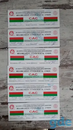 Щенки самоеда, фотография 5