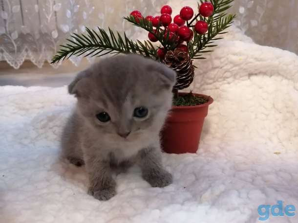 Котята, фотография 8