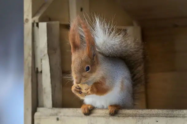 Алтайские бельчата, фотография 6