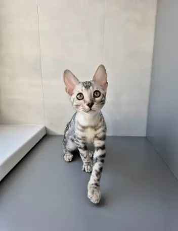 Бенгальские котята, фотография 4