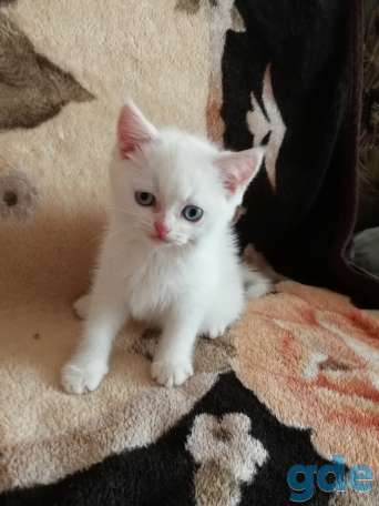 Чистокровные шотландские котята, фотография 5