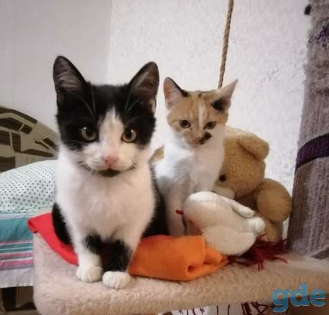 Котенок ищет дом, фотография 1